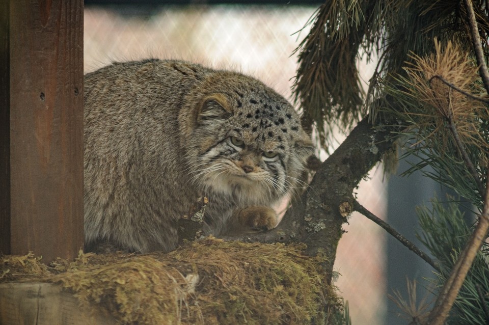    Фирменный убийственный взгляд Илья САВЧУК