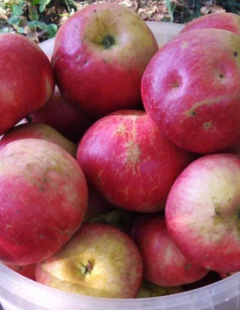 Оржавленность плодов. 