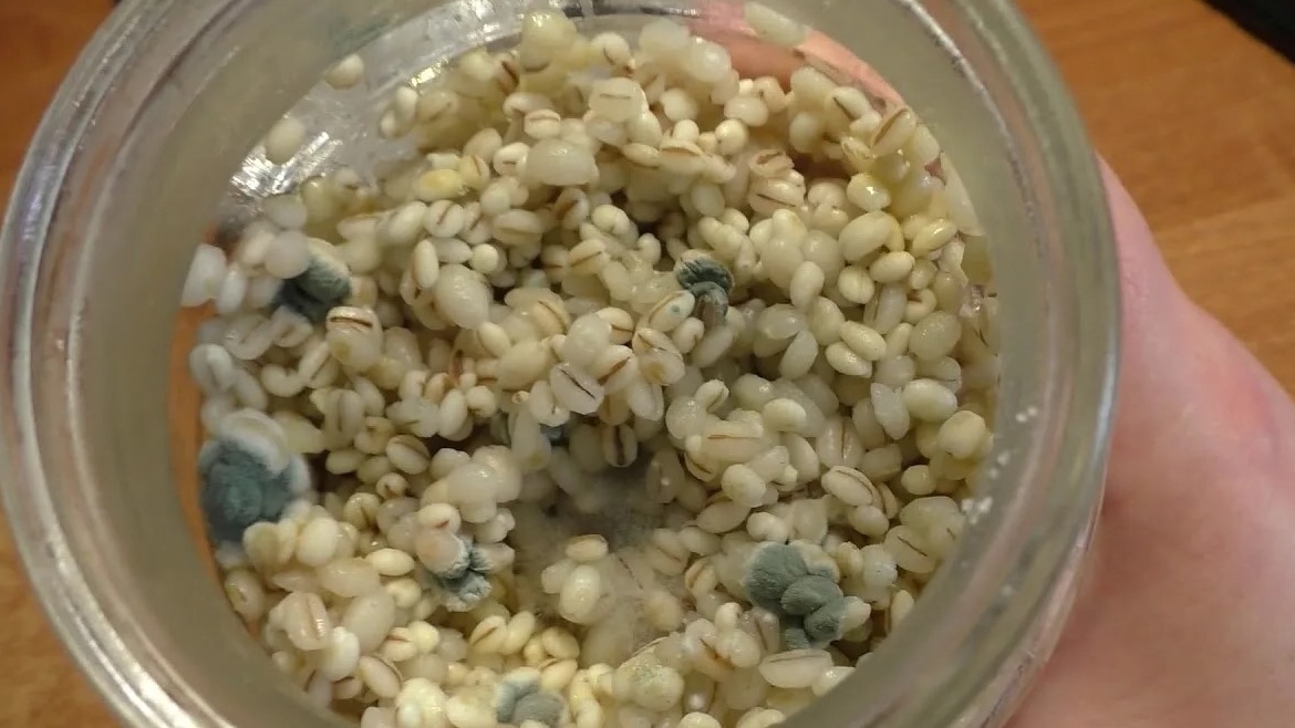 Первые признаки роста появляются через 48-72 