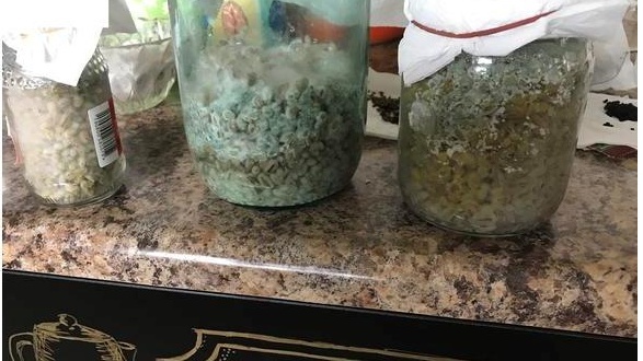 Выращиваю домашнюю триходерму быстро, дома и без химии. 3 способа избежать гибели растений от грибка