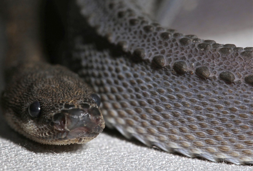 Текстура кожи яванского ксенодерма напоминает драконью чешую.