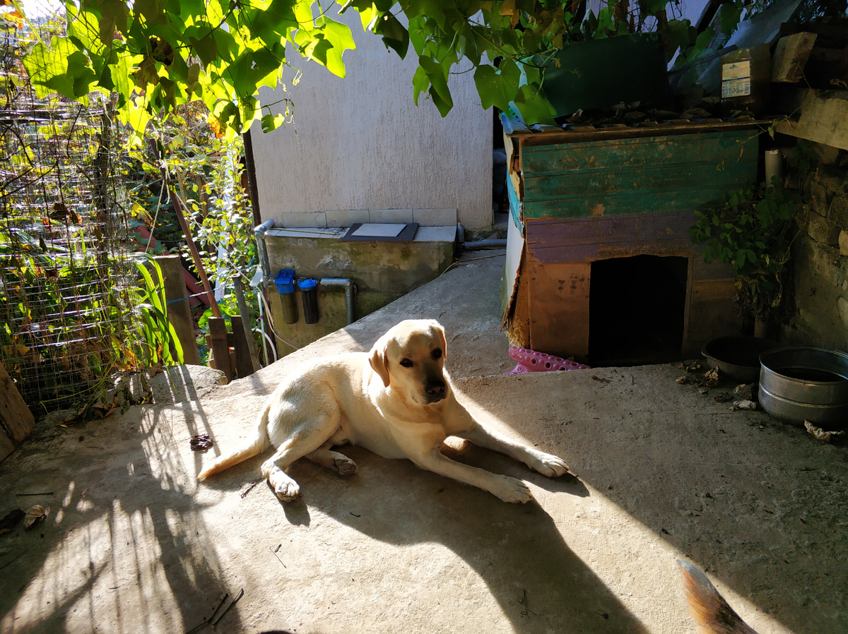 Охрана дома не спит