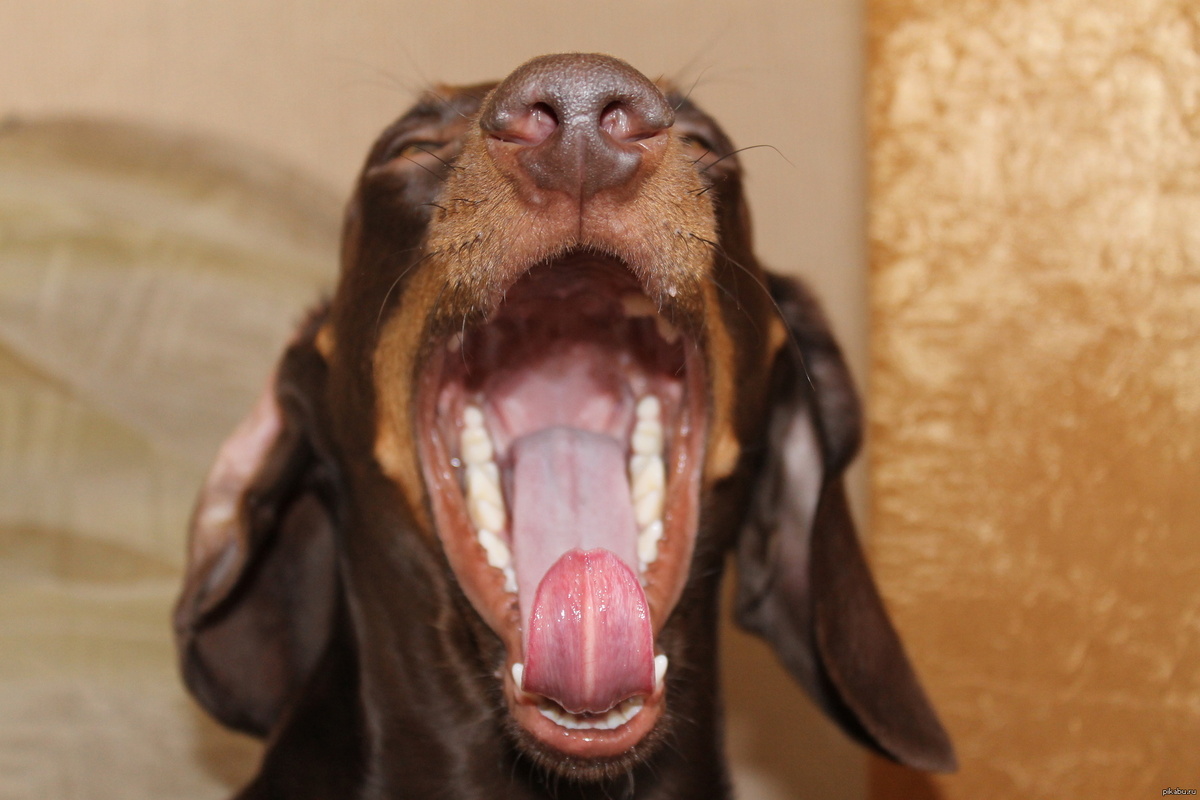-А я без зубов зевать не умею!