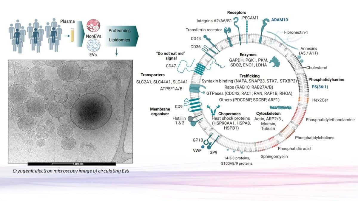 
Характерные молекулярные особенности циркулирующих внеклеточных везикул, которые изображены внутри везикулы / © Alin Rai et. al / Nature Cell Biology (2025). DOI: 10.1038/s41556-025-01795-7