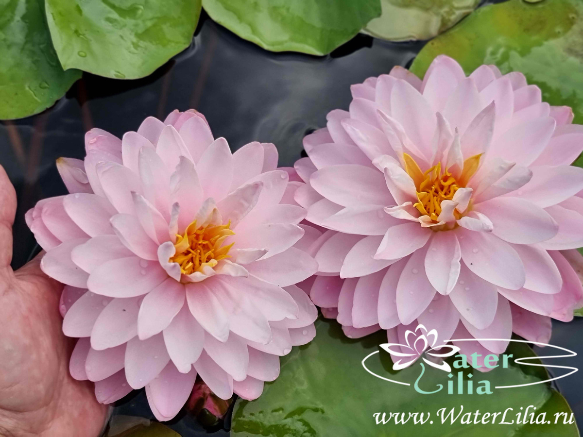 Нимфея WLK Pink Pearl