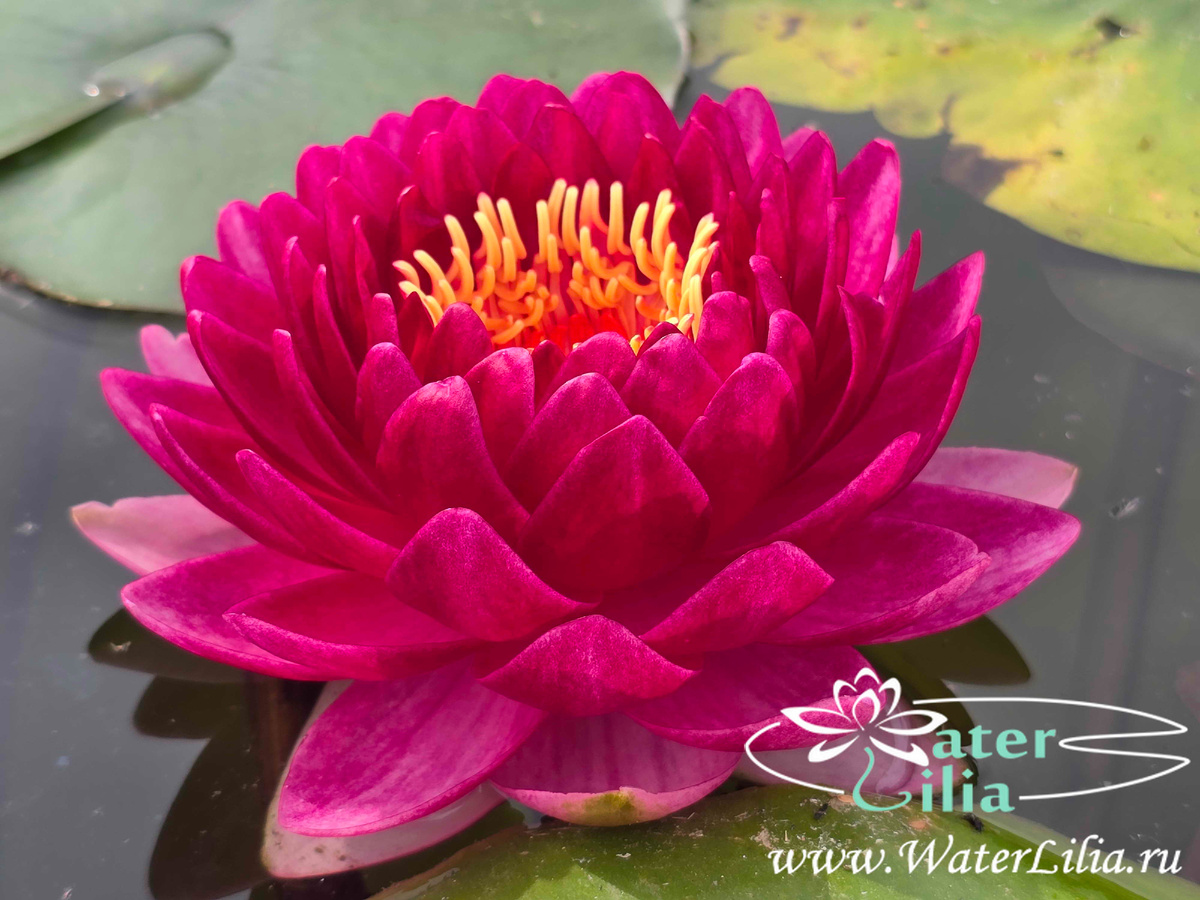 Нимфея WLK Red Baron (кувшинка красный Барон)