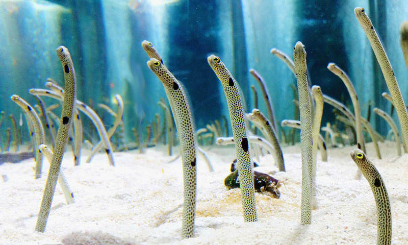 Когда твой газон решил посмотреть на тебя в ответ. Знакомьтесь — садовые угри! 🌿👀