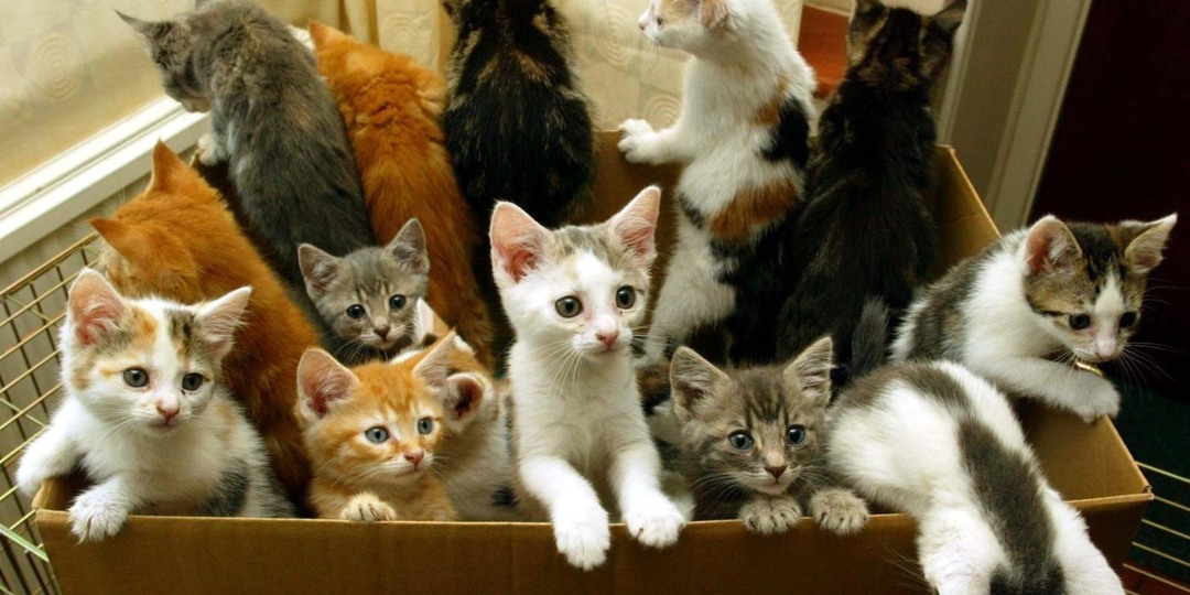 Кошки появились в Европе благодаря римским военным