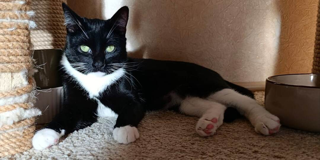 Платон – шикарный молодой котофей в поисках любящих хозяев