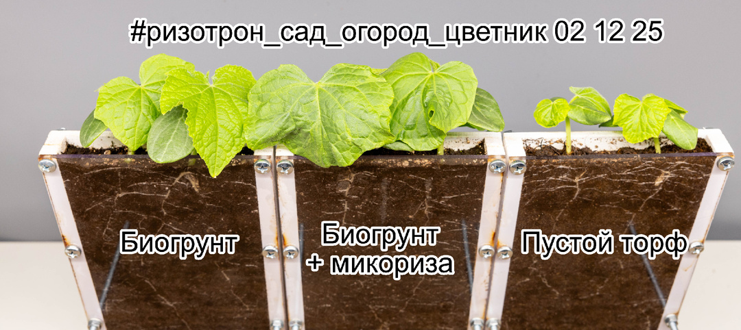 Тайная жизнь корней: