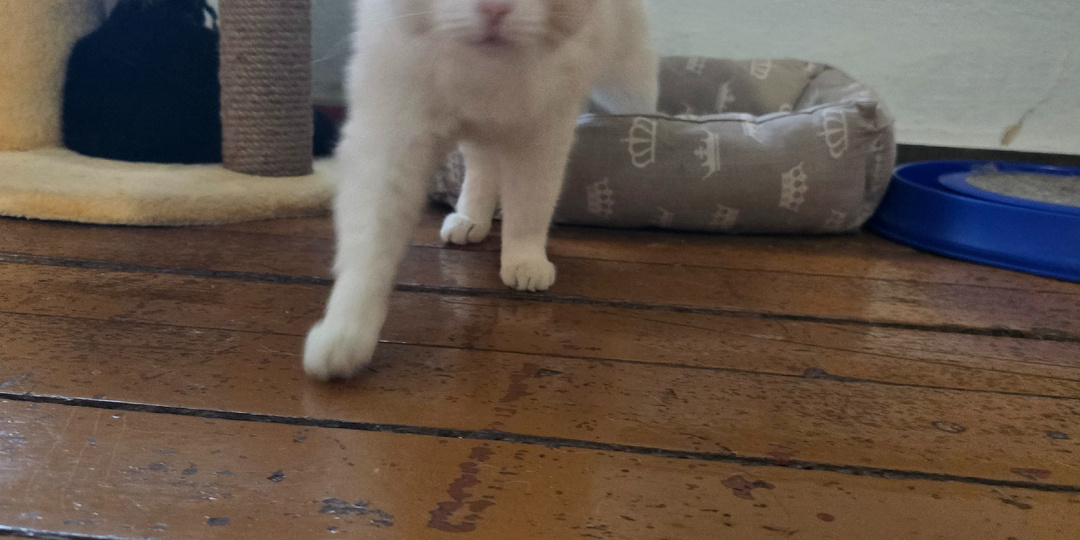 Снежка ждёт мамы, хотя бы удалённо