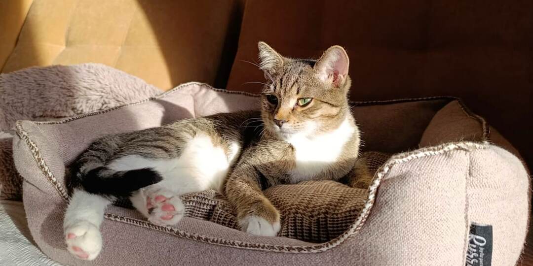 Котик, который не может жить без человека: Арсений.