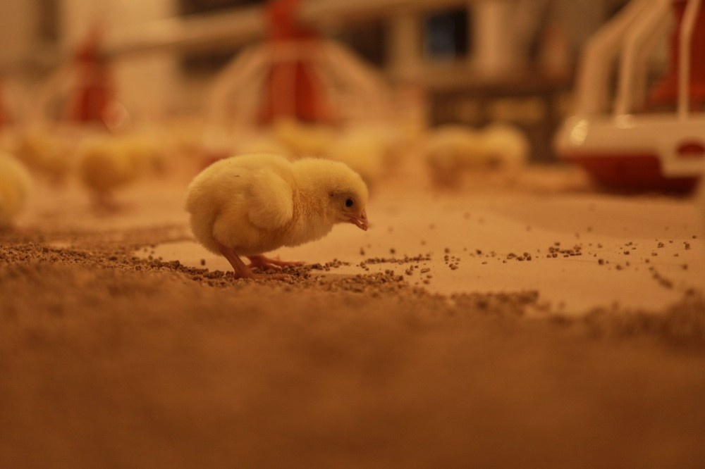    Компании АПК в Нижегородской области разместили 1,4 тыс. вакансий