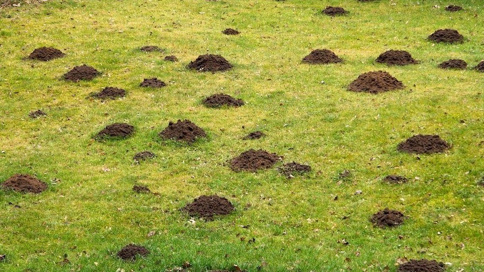 Мой участок после ночной атаки кротов - 12 свежих куч земли