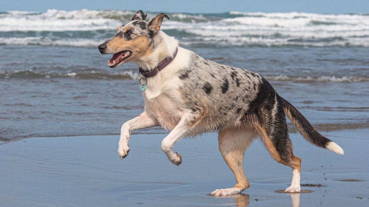    Собаки помогают своим хозяевам оставаться активными и психологически стабильными