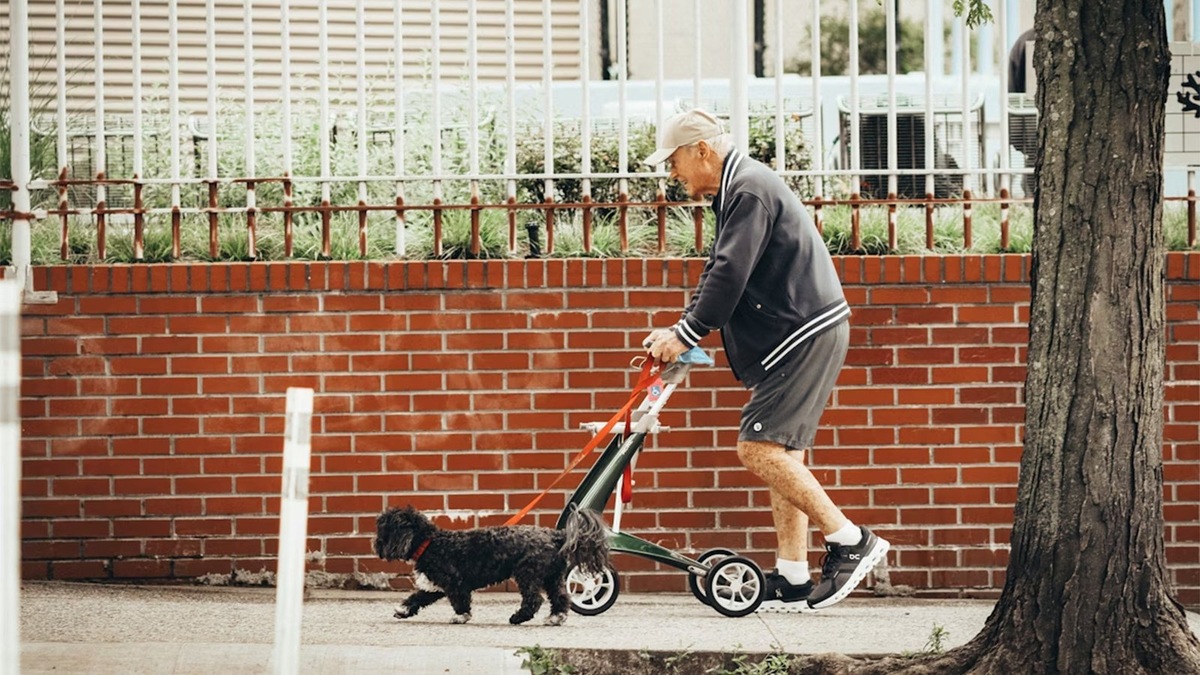   Собаки помогают человеку любого возраста справиться со стрессом