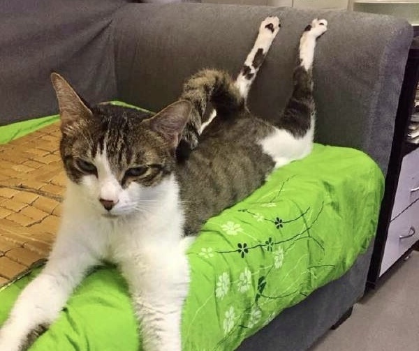 Могу, умею, практикую. Веселые истории 17 котов, которые хвастаются своими достижениями перед нами