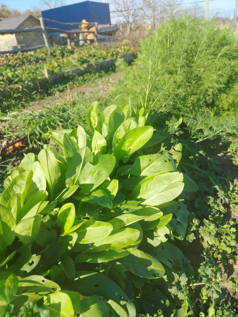 Щавель у меня в огороде 