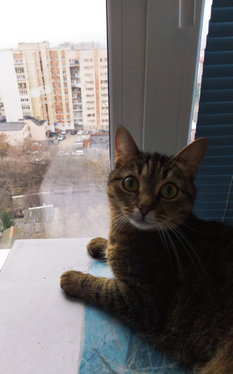 Фото автора. Маруся ждёт снег))