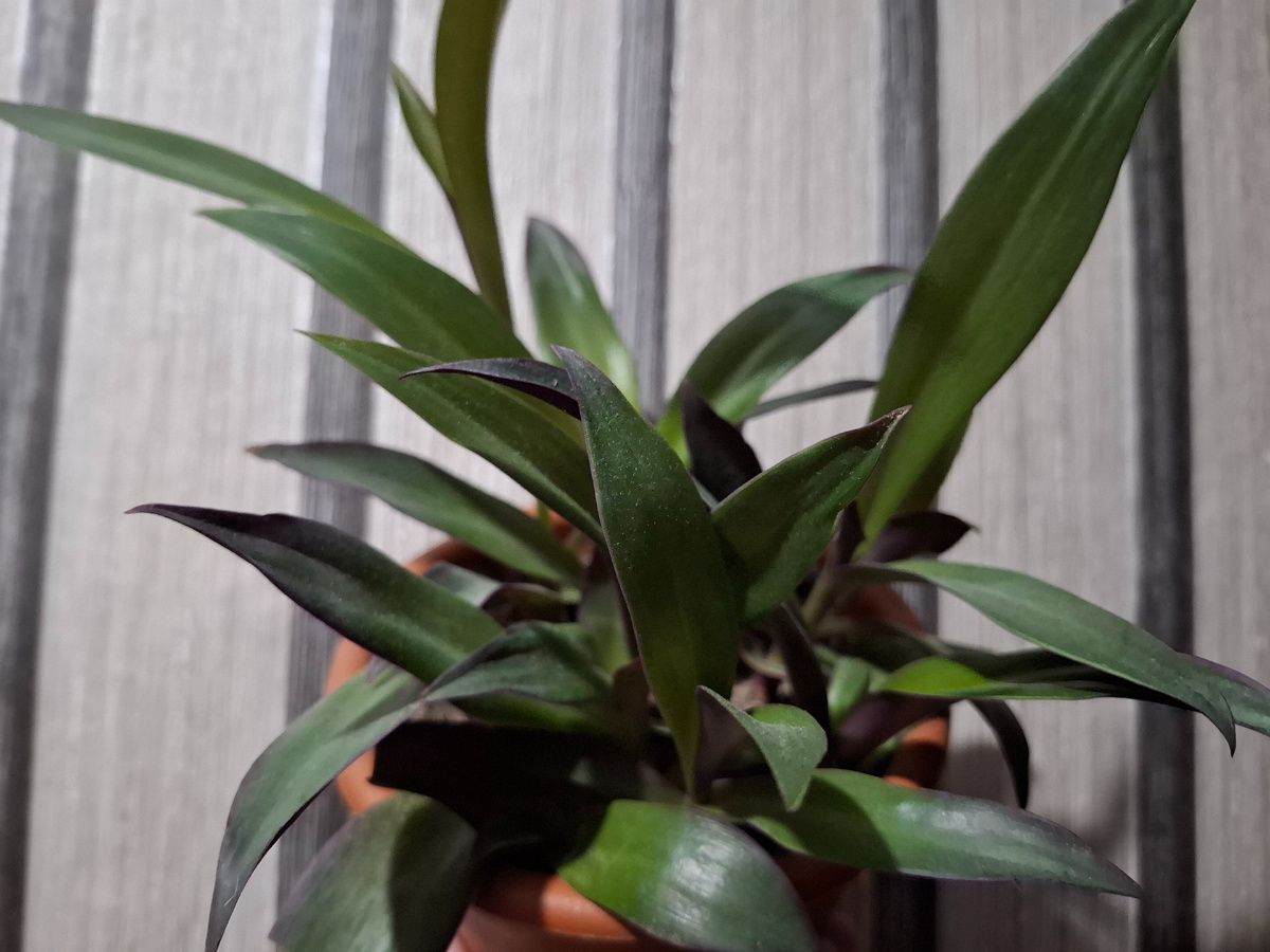 Традесканция Рэо ( или Рео) пишите кто знает лучше ✍️