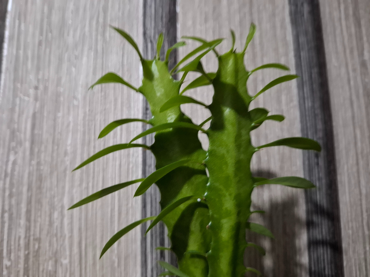 Фото,конечно, оставляет желать...