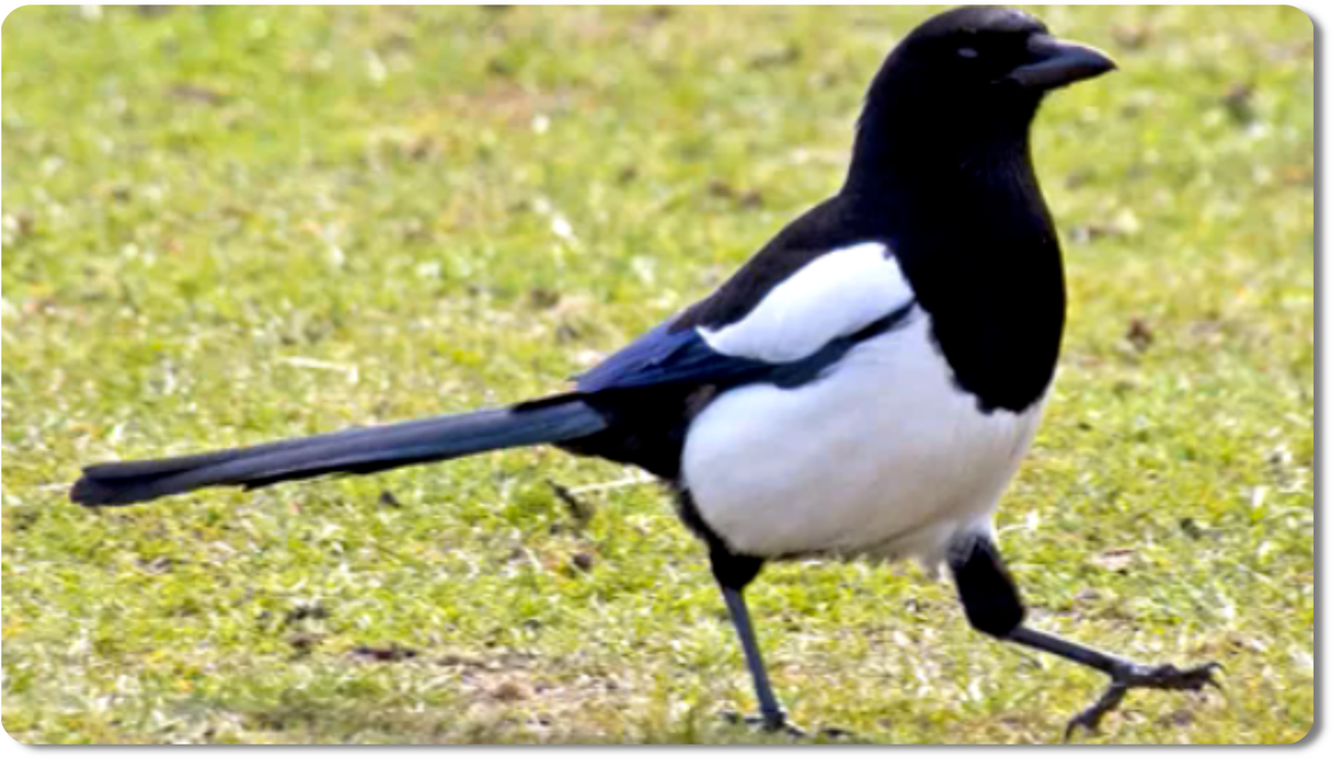 Сорока, известная как сорока-белобока, - это яркая и умная птица из семейства врановых, которая очаровывает своей сообразительностью и красотой