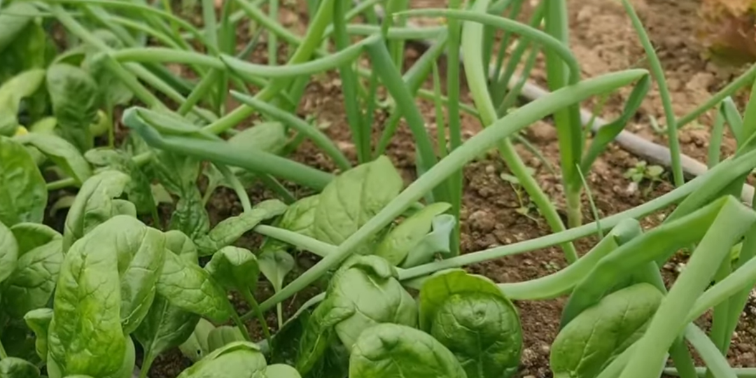 Мозаика питания растений. Часть 2: Дирижёр микробного оркестра — механизмы тонкой настройки симбиоза