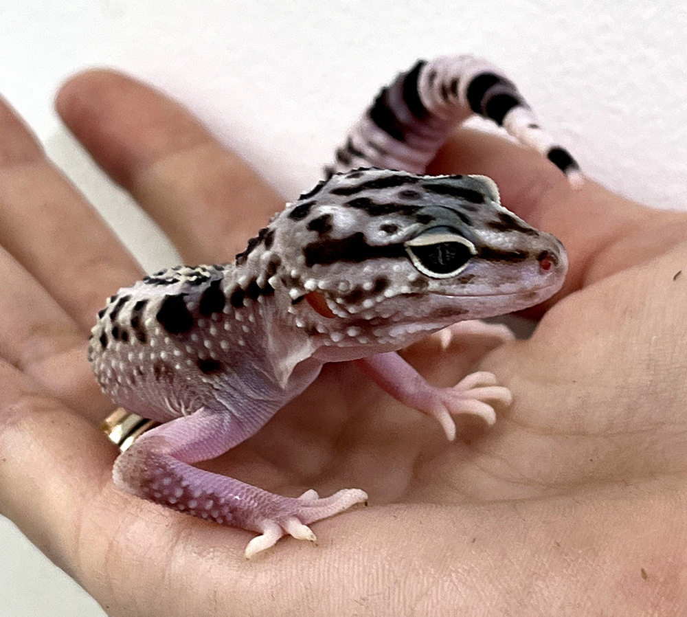 Тот самый взгляд, который разбивает мифы о «злобном духе».