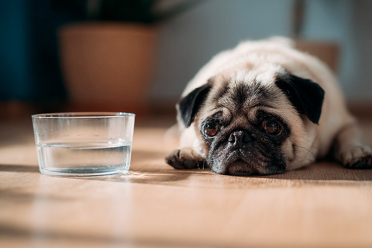 Отказ от воды редко бывает просто капризом. Чаще это четкий сигнал, который нельзя игнорировать.