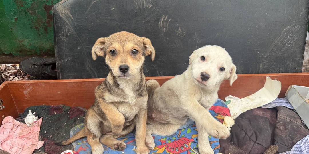 🆘СРОЧНО ИЩЕМ ДОМ🆘Щенки на помойке три дня...