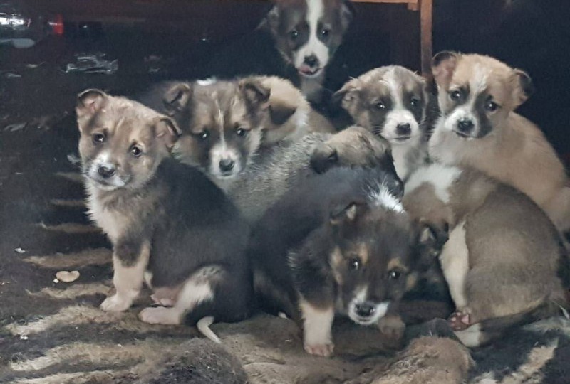 Волонтеры ищут хозяев 18-ти бездомным щенкам на Бору