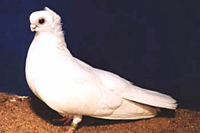    Орловский голубь. Фото: ru.wikipedia.org