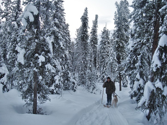 Фотографии Татьяны Немшановой разных лет. Первые числа декабря в тайге Крайнего Севера Западной Сибири ХМАО Югра, Зауралье, Приполярный Урал, Таёжное безмолвие, таёжная жизнь специфична и не только. Охотник и лайка Западной Сибири ХМАО Югра. Полярный полдень. Сумрак таёжной северной зимы.