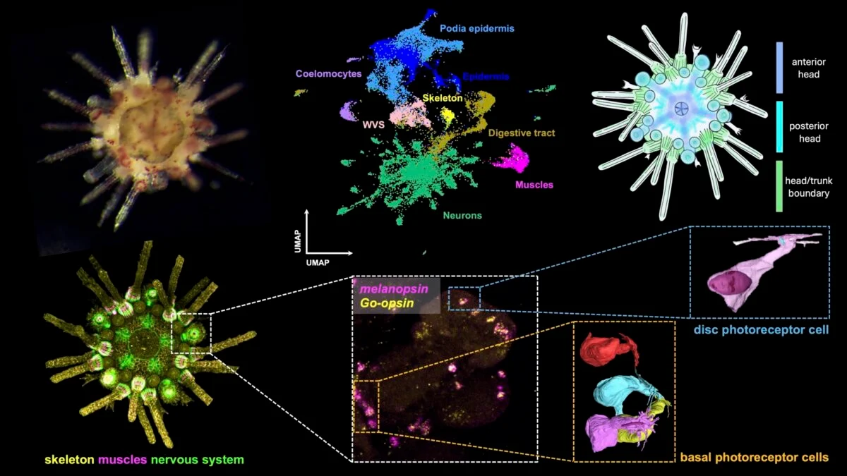 Цифровая версия анатомии морского ежа