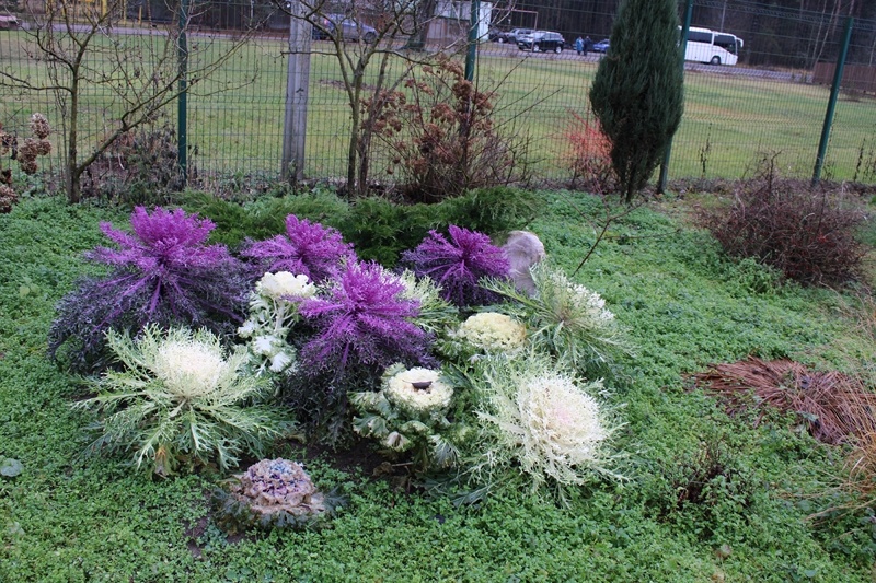 Композиция с декоративной капустой