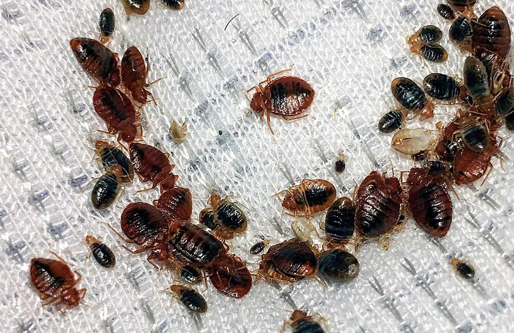 Изображение взято с сайта https://avatars.mds.yandex.net/get-altay/3518606/2a000001799d3077c723bff1d767e79c473f/XXL_height