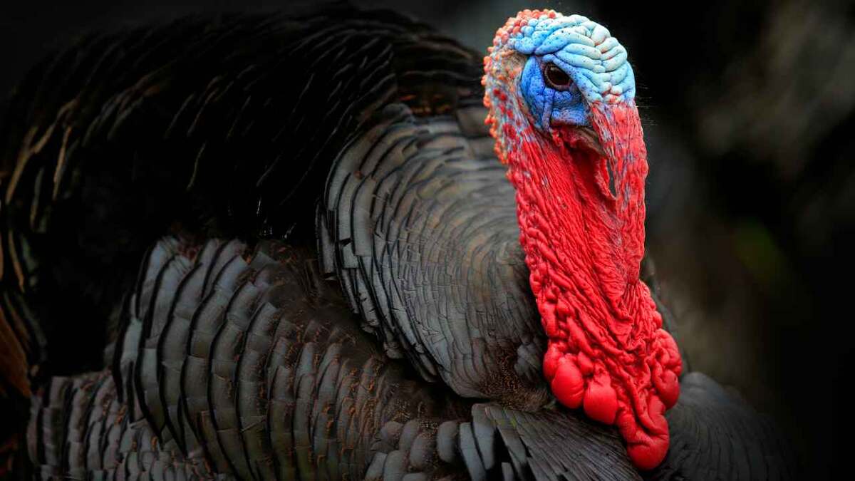 Знакомьтесь: взгляд, полный интеллекта и немого вопроса «Где мои вкусняшки?»