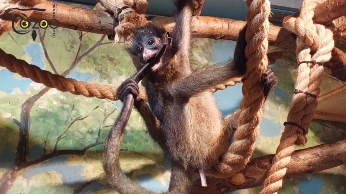    В начале ноября в зоопарке запустили онлайн-конкурс по выбору имен для пары паукообразных обезьян