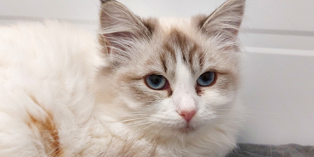 Кошка ЗЕФИРКА ищет дом🏡