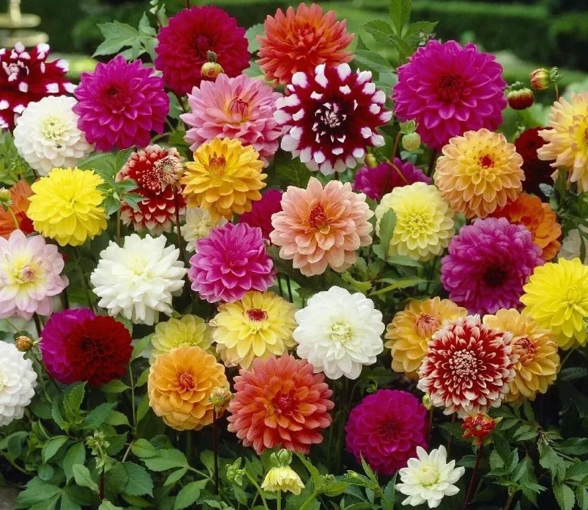 Георгины. Взято из открытых источников