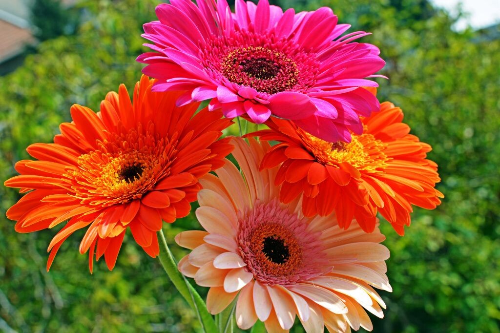 Гербера. Взято из открытых источников