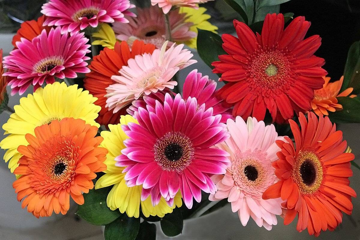 Гербера. Взято из открытых источников