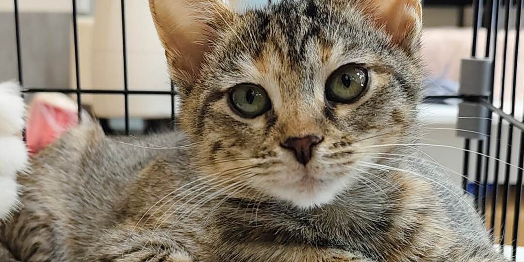 Котенок МАРГОША ищет дом.🏡