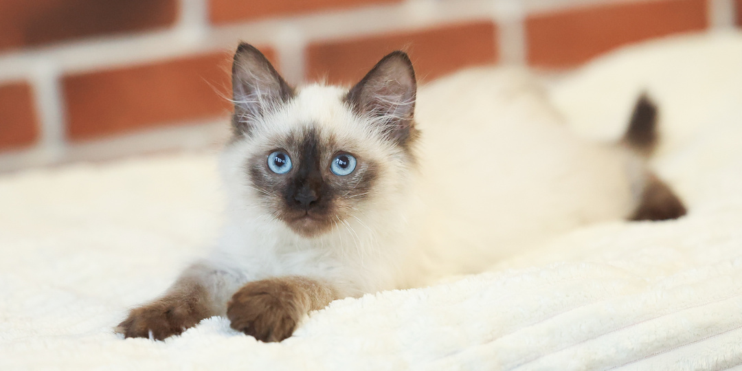 Котёнок ЕРОФЕЙ ищет дом.🏡