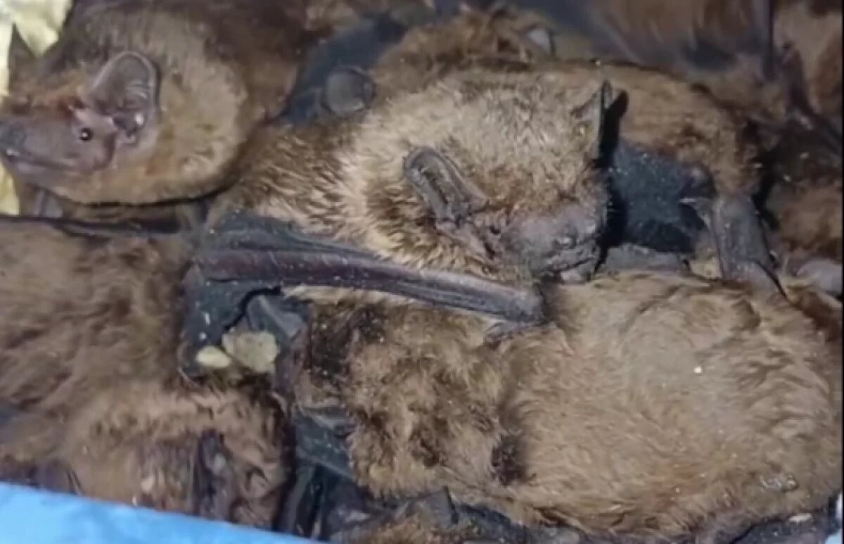    99 летучих мышей спасли в Волгограде – видео