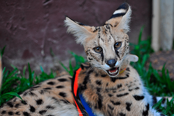 В этих глазах — мудрость африканских предков и хитрость домашнего любимца.