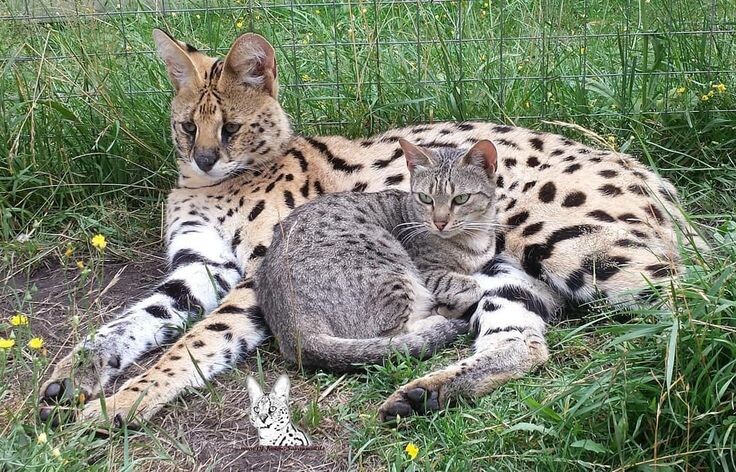 Размер имеет значение: сравните F1 с обычной кошкой!
