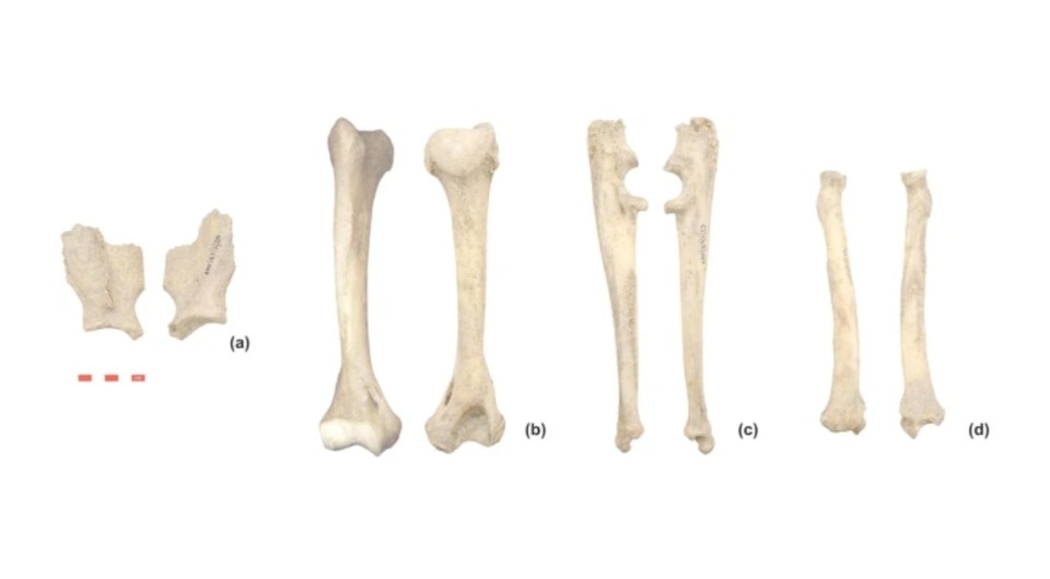   Sonja Vuković et al. / Archaeological and Anthropological Sciences, 2025