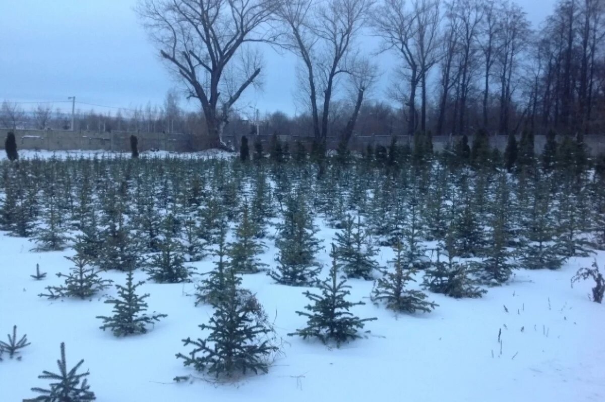    Ульяновские озеленители получат технику для пересадки деревьев