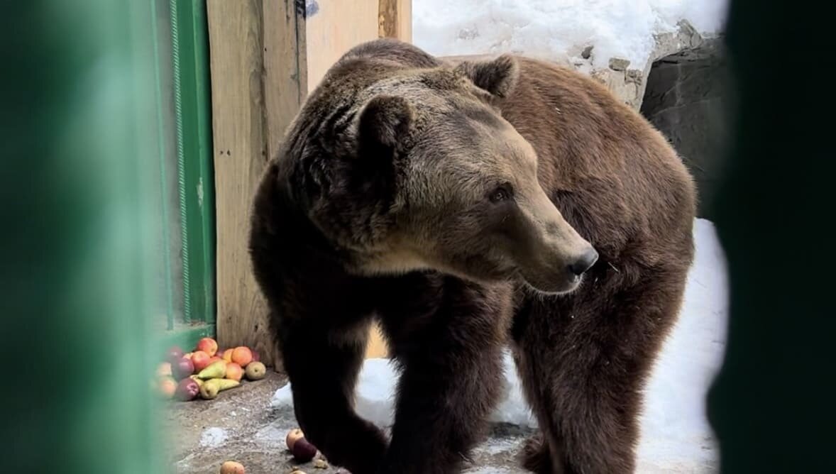 Медвежонок. Так живут обитатели комплекса!